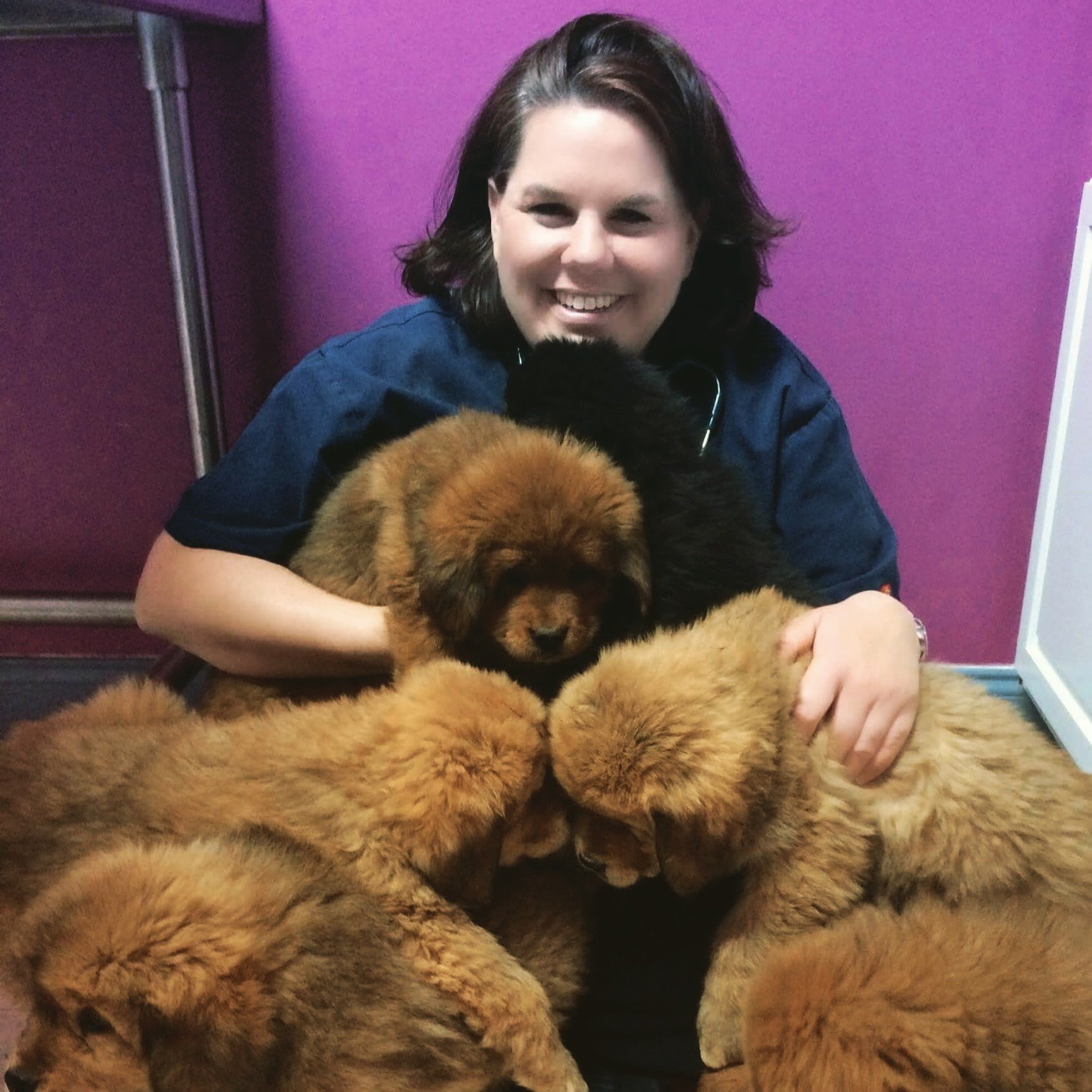 Veterinarians Porter Square Vet