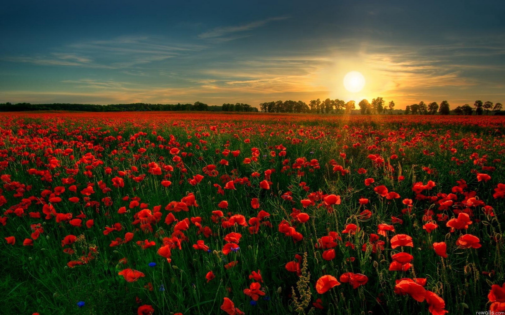 flowers.jpg