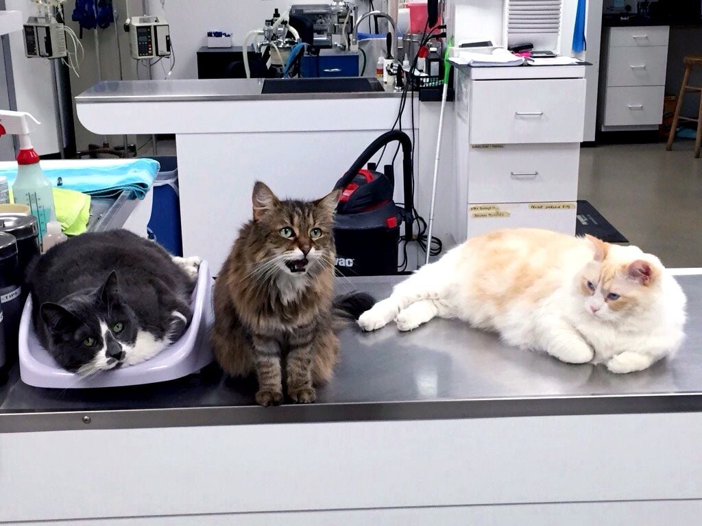 cliniccats