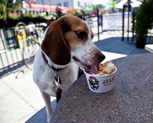 somerville-dog-owner